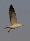 1cy fuscus in August, ringed in Finland. (81365 bytes)
